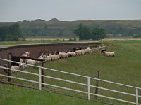 Sogar die Schafe suchen Schutz

Aufnahmestandort:
N 53° 23′ 24.4″, O 8° 12′ 31.76″