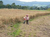 Ein Rad im Kornfeld

Aufnahmestandort:
N 51° 46′ 17.72″, O 9° 24′ 26.58″